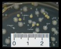 e.coli, s.aureus, enterococcus faecalis on TSA